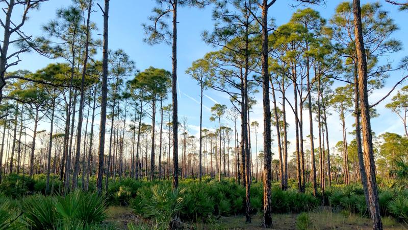 Flatwoods at SSRSP